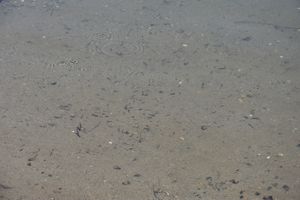 Western Mosquitofish in Shallows